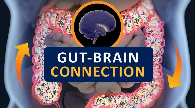 The Gut-Brain Axis and How Good Gut Health Impacts Weight Loss